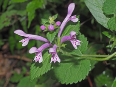 Stachys tubulosa