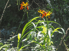 Crocosmia aurea