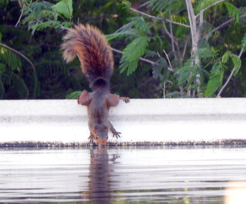 Southern Amazon Red Squirrel