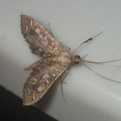 Nausinoe geometralis