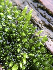 Bryum argenteum