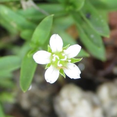 Arenaria lanuginosa