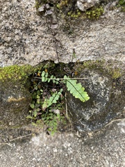 Asplenium × heteroresiliens