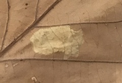 Phyllonorycter basistrigella