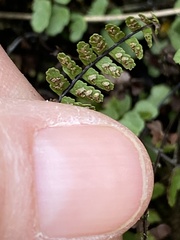 Asplenium × heteroresiliens
