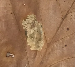 Phyllonorycter basistrigella