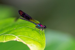 Heliocypha fenestrata