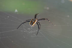 Argiope catenulata
