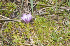 Gentianella cerastioides