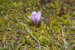 Gentianella cerastioides