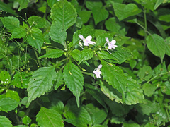 Impatiens hochstetteri