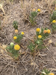 Hymenoxys anthemoides
