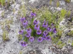Merciera azurea