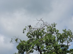 Buteogallus