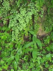 Adiantum capillus-veneris