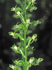 Habenaria malacophylla