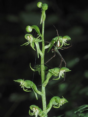 Habenaria malacophylla