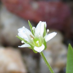 Arenaria lanuginosa