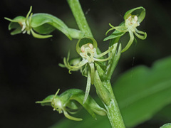 Habenaria malacophylla