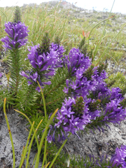 Merciera azurea