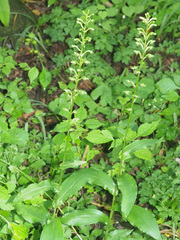 Habenaria malacophylla