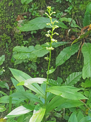 Habenaria malacophylla