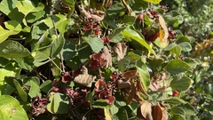 Rhynchosia volubilis