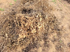 Arachis hypogaea