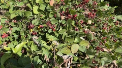 Rhynchosia volubilis