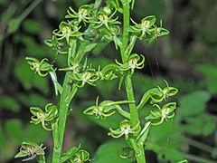 Habenaria malacophylla