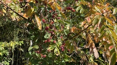 Rhynchosia volubilis