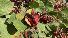 Rhynchosia volubilis