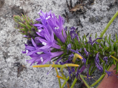 Merciera azurea