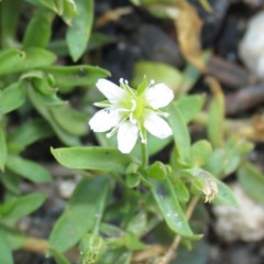 Arenaria lanuginosa