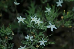 Jamesbrittenia tysonii