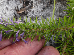 Merciera azurea