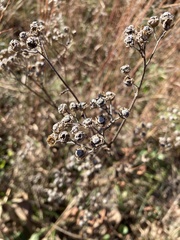 Parthenium integrifolium