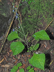 Coleus dolichopodus