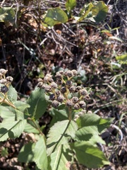 Parthenium integrifolium