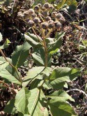 Parthenium integrifolium