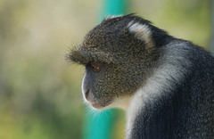 Cercopithecus mitis kolbi