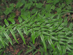 Cheilanthes viridis viridis