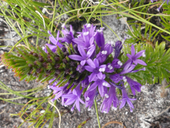 Merciera azurea