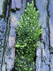 Bryum argenteum