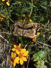 Quadrus lugubris lugubris