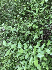 Schaefferia argentinensis