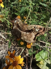 Quadrus lugubris lugubris