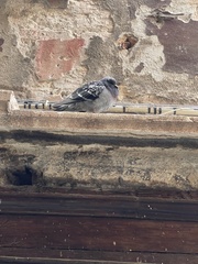 Columba livia domestica