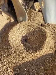 Dorymyrmex bicolor
