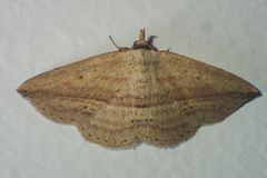 Carsina kanshireiensis